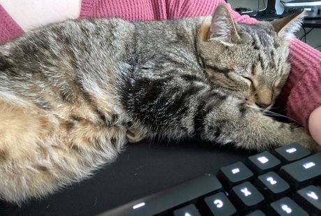 Alice in Bliss アートスター 画像