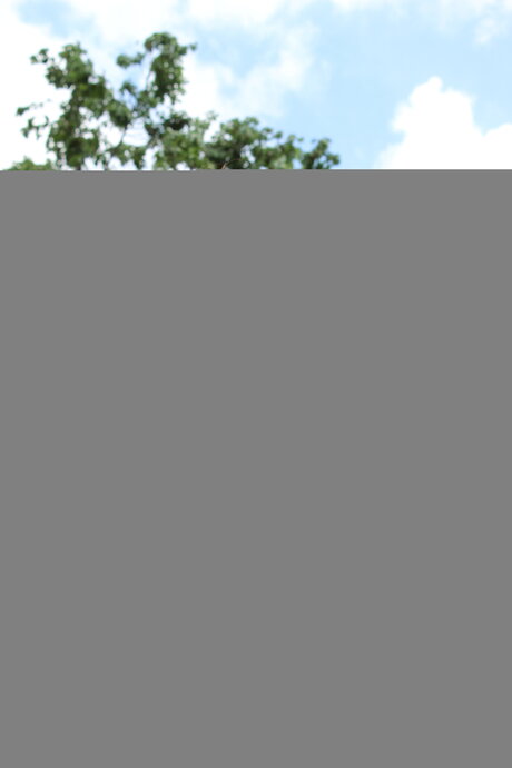 シーンオンリーファン ベスト 写真