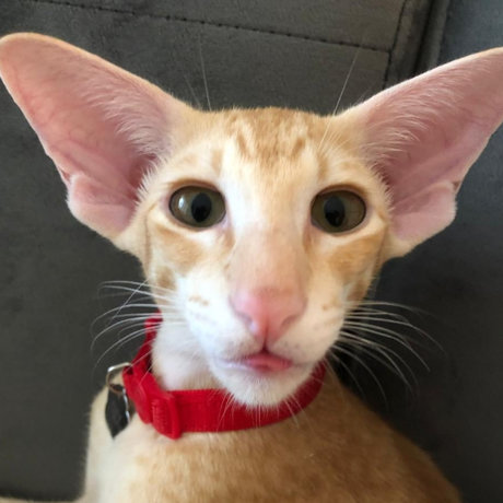 RoyTheCat セックススター 写真