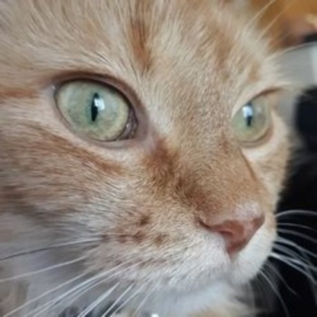 CjCumins エロティックモデル 写真