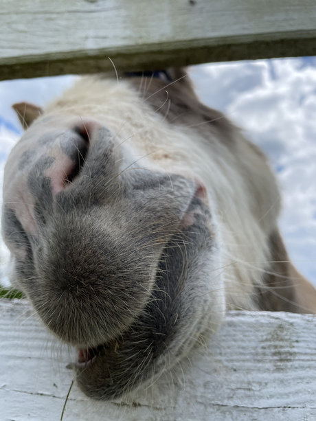 DaddyLongLegz 高品質スター 写真