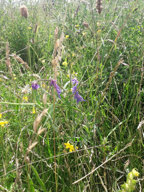 Cosmic Kane 美しいスター 画像