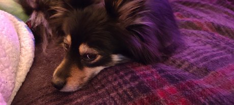 Pomsky Mom ポルノスター 美しい 写真