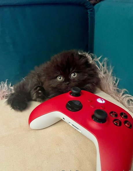 アマチュアのお尻OnlyFans 裸 アーカイブ