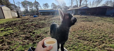 Virtual Petting Zoo 限定スター 画像