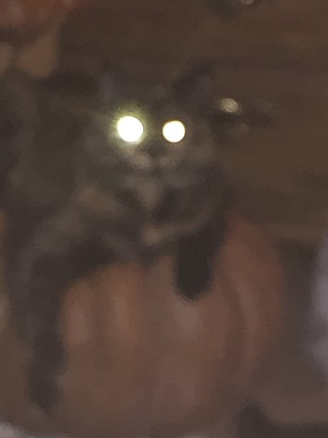 Monster EX 裸モデル アーカイブ