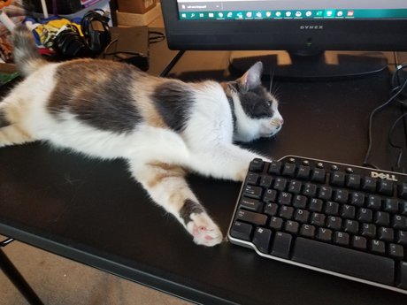 R2DT 無料のポルノスター 画像