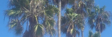 Wood 美しいポルノスター 写真