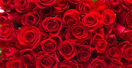 eastafricangoddess スター 写真