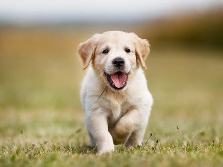 RobinKh ヌードのポルノスター ギャラリー