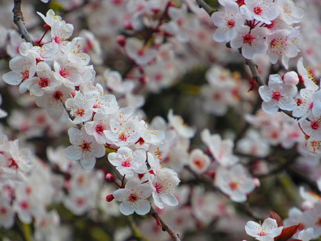 Ruhe Eva ポルノスター ヌード 写真