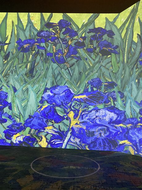 Persian Prince トップスター 写真