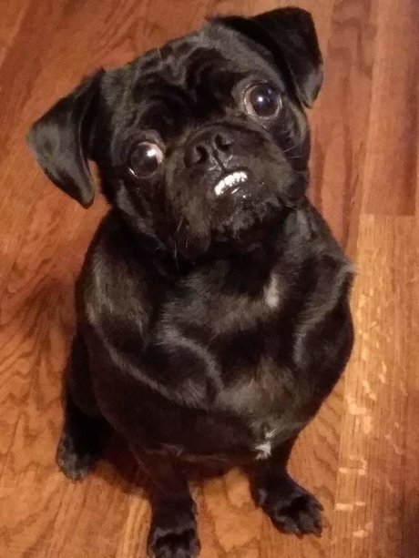 Pug n Company エロティックモデル ギャラリー