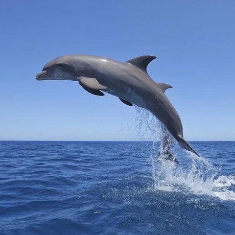 Jellyfishinnut ポルノスター 写真