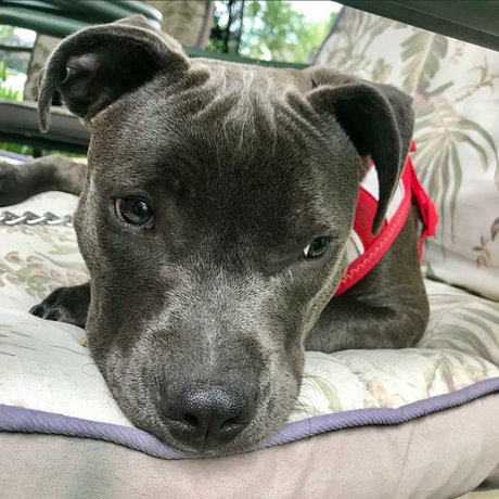 Frank n Weenie 完璧なスター 写真