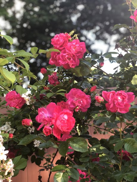 Broseph 独占女優 写真