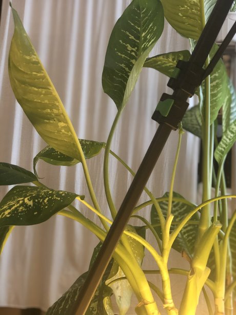 Nymphalia Lucia アダルト女優 写真