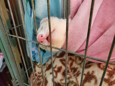 Ferret Fuzz Butts トップモデル 画像