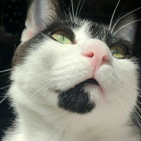 Oreo Cookie 最高のスター 写真