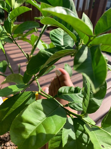 Lyn Red 裸のスター ギャラリー