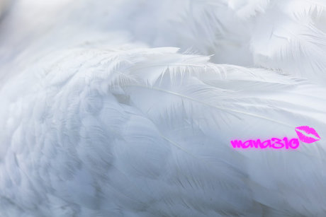 mana310 スターセックス 写真