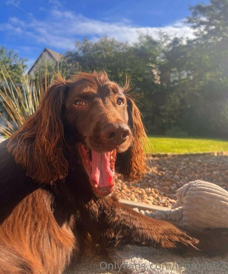 leorose02 エロティックなスター 画像