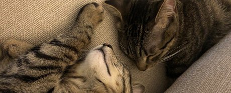 Naughty Kittens ホットなポルノスター 画像