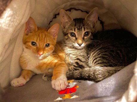 Justin Smith ポルノモデル 写真