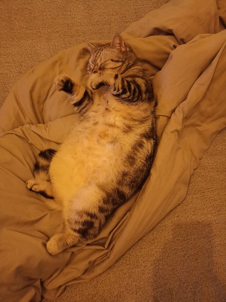 Ukrainian Cat Luchik ホットモデル 画像