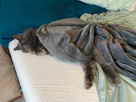 _abbythecat エロティックなポルノスター ギャラリー