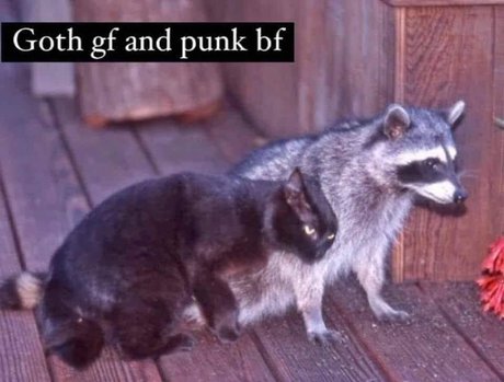 Tommy and Aynnnje FTW トップスター 写真