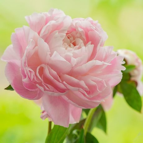 ブルネットのPOV OnlyFans アートxxx 写真