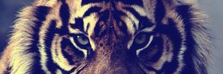 Tiger Papi_ セクシーなポルノスター 写真