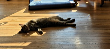 Go For Sho ヌードスター 画像