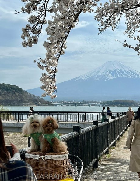 farrahabraham セクシーなスター 写真