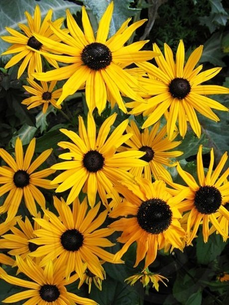 Feetship セックス女優 ギャラリー