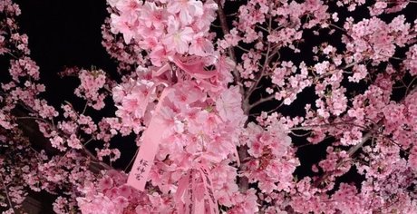 Mis Philomena 美しいモデル 写真