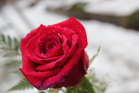 ディスコード トランス OnlyFans アート裸 画像