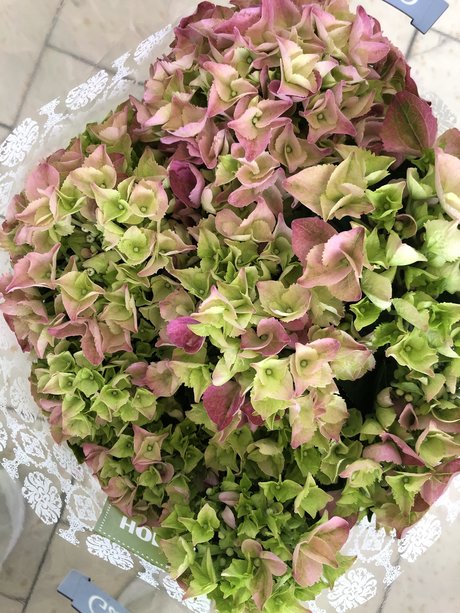 ブルネットの看護師OnlyFans 無料裸 ギャラリー