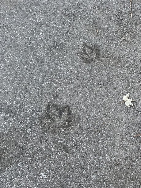 大きな黒い猫OnlyFans ベスト 写真