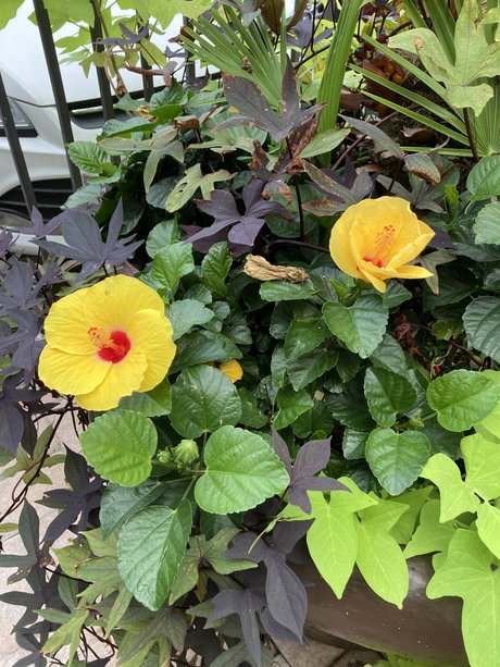 Mindy Hansley モデル ギャラリー