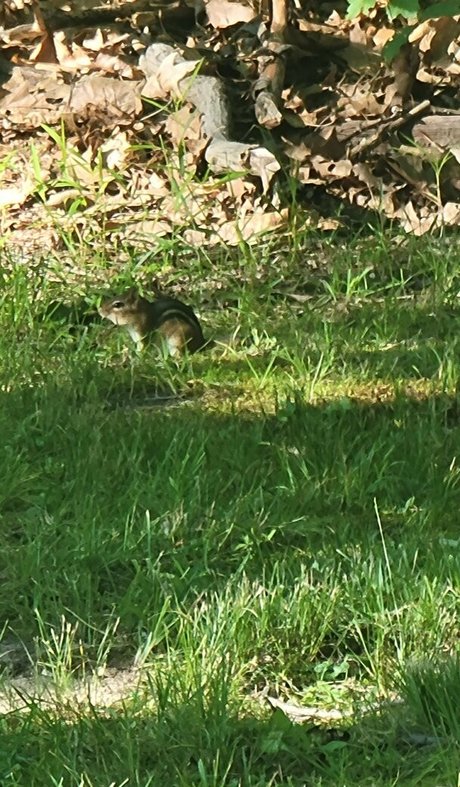 nellebeachgirl 高品質モデル 写真