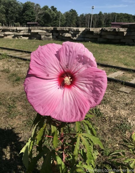 公共の場での猫のOnlyFans 美しいヌード 画像