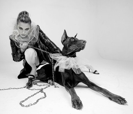 Shabel HDモデル 画像