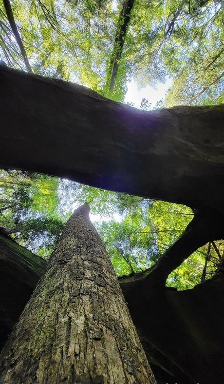 pinkplushieplants トップ女優 画像