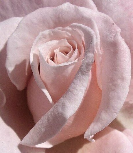 princessapril ポルノスター 独占 写真