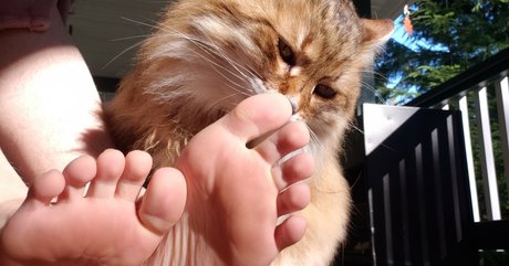 softcorekittyx 裸のポルノスター 画像