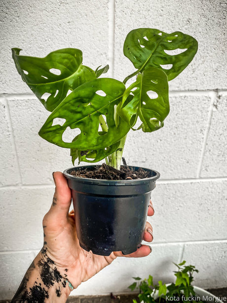 kota morgue ポルノ女優 写真