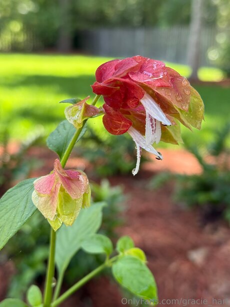 Gracie Hart 裸モデル 写真