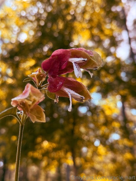 Gracie Hart top profile image